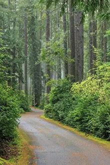 Danita Delimont: USA, Washington State, Seabeck. Forest and road in Scenic