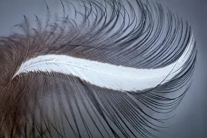 Curve: USA, Washington State, Seabeck. Great blue heron