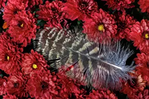Chrysanthemum: USA, Washington State, Seabeck. Hawk feather on