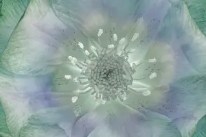 Composite: USA, Washington State, Seabeck. Hellebore blossom