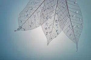 Transparent: USA, Washington State, Seabeck. Pattern of drops