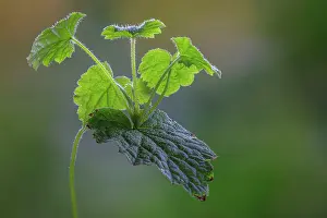Piggyback: USA, Washington State, Seabeck. Piggyback plant
