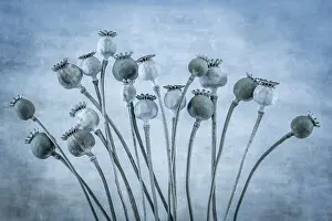 Washington: USA, Washington State, Seabeck. Poppies gone to seed