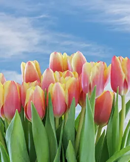 Bunch: USA, Washington State, Seabeck. Red and yellow tulips