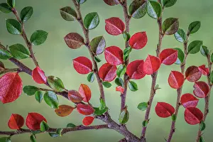 Cotoneaster: USA, Washington State, Seabeck. Rock cotoneaster