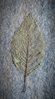 Washington: USA, Washington State, Seabeck. Skeletonized alder