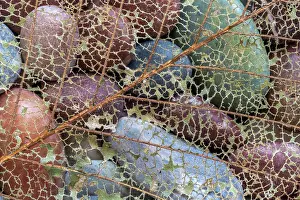 Washington: USA, Washington State, Seabeck. Skeletonized leaf