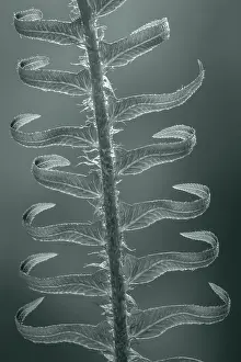 Sword: USA, Washington State, Seabeck. Sword fern in spring