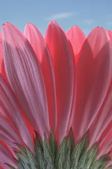 Daisy: USA, Washington State, Seabeck. Underside close-up