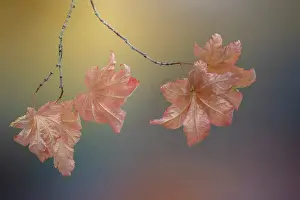 Maple: USA, Washington State, Seabeck. Vine maple leaves