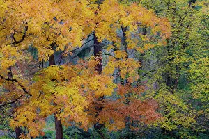 Backlighting: USA, Washington State, Seattle. Washington Park