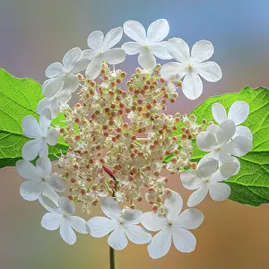 Viburnum: USA, Washington State, Silverdale. Highbush cranberry