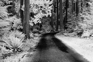Infrared: USA, Washington State, Skagit Valley, Country backroad