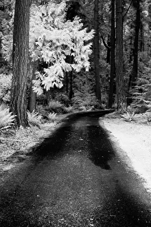 Infrared: USA, Washington State, Skagit Valley, Country backroad