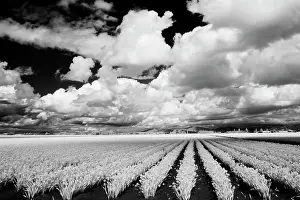 Infrared: USA, Washington State, Skagit Valley, Large field