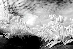 Infrared: USA, Washington State, Skagit Valley, low angle