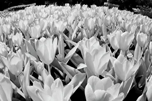 Infrared: USA, Washington State, Skagit Valley, low angle