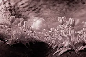 Eggers: USA, Washington State, Skagit Valley, low angle