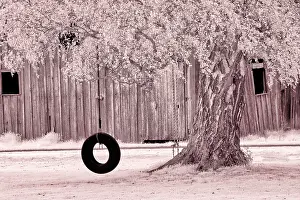 Eggers: USA, Washington State, Skagit Valley, Old willow