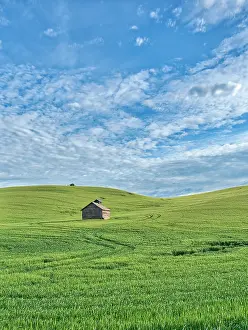 Tracks: USA, Washington State, Small barn and tracks in wheat field