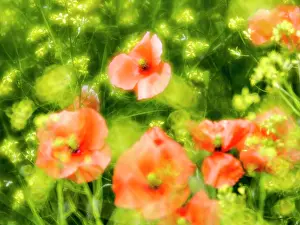 Fire: USA, Washington State, Spring Fire Poppies