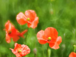 Fire: USA, Washington State, Spring Fire Poppies close up