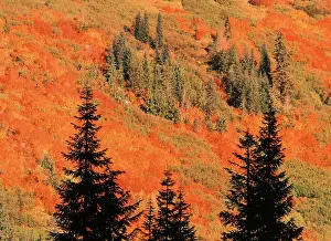 Blueberry: USA, Washington State, Stevens Pass, Blueberry
