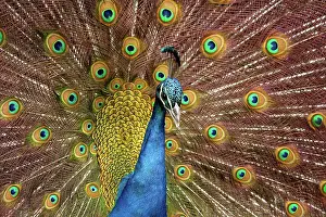 Peacock: USA, Washington State, Tacoma. Close-up of displaying
