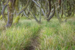 Twin: USA, Washington State, Twin Harbors State Park