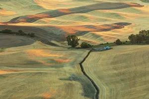 Wilson: USA, Washington State, Whitman County, Palouse
