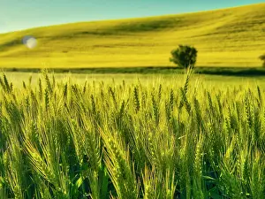 Productivity: USA, Washington State, Winter wheat field close up