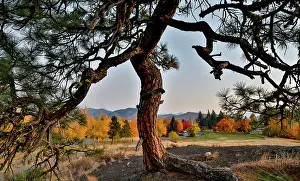 Pine: USA, Washington State, Winthrop, Sun Mountain and