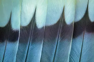 Don Paulson: USA, Washington. Wing feathers of mourning dove. ic Don
