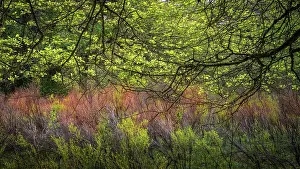 Danita Delimont: USA, West Virginia, New River Gorge National Park. Forest