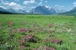 Vetch: USA - Wild Vetch in bloom