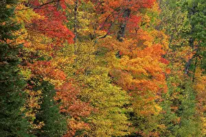 Danita Delimont: USA, Wisconsin, Chequamegon-Nicolet National Forest