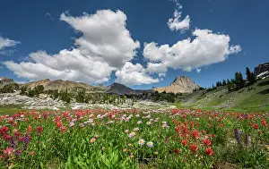 Hole: USA, Wyoming. Alpine meadow of paintbrush and aster