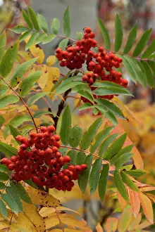 Berry: USA, Wyoming. American Mountain Ash with berries