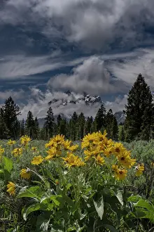 Wyoming: USA, Wyoming. Arrowleaf balsamroot and Mount Moran