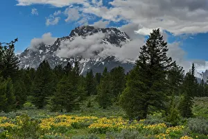 Wyoming: USA, Wyoming. Arrowleaf balsamroot and Mount Moran