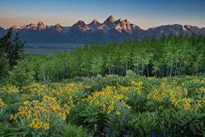 Aspen: USA, Wyoming. Arrowleaf balsamroot wildflower and aspen