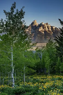 Aspen: USA, Wyoming. Arrowleaf balsamroot wildflower and aspen