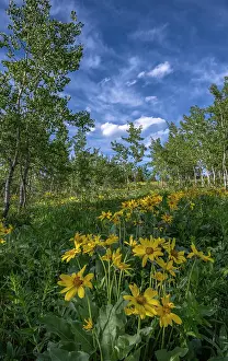 Aspen: USA, Wyoming. Arrowleaf balsamroot wildflower and aspen