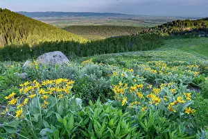 Teton: USA, Wyoming. Arrowleaf balsamroot wildflowers in