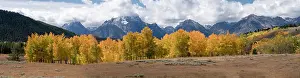 Teton: USA, Wyoming. Aspen, Grand Teton National Park