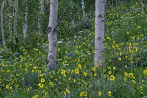 Aspen: USA, Wyoming. Aspen trunks with Arrowleaf balsamroot and