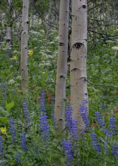 Aspen: USA, Wyoming. Aspen trunks and lupine wildflowers, Teton