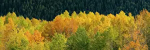 Teton: USA, Wyoming. Autumn aspen, Grand Teton National Park