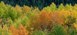 Teton: USA, Wyoming. Autumn aspen, Grand Teton National Park