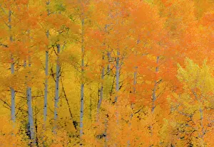Buffalo: USA, Wyoming. Buffalo Valley Road and Buffalo Fork